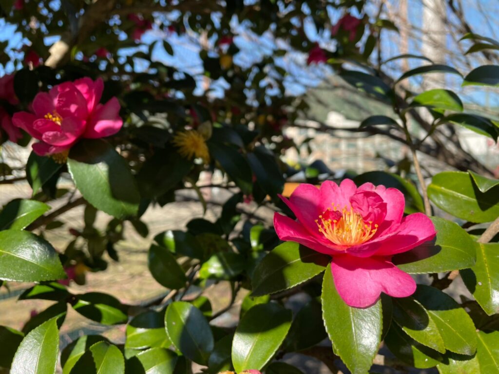 三重県立昴学園高校周辺に咲く椿