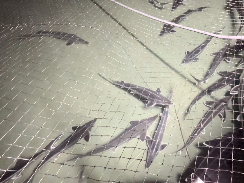スタージョンロハスで養殖しているチョウザメ