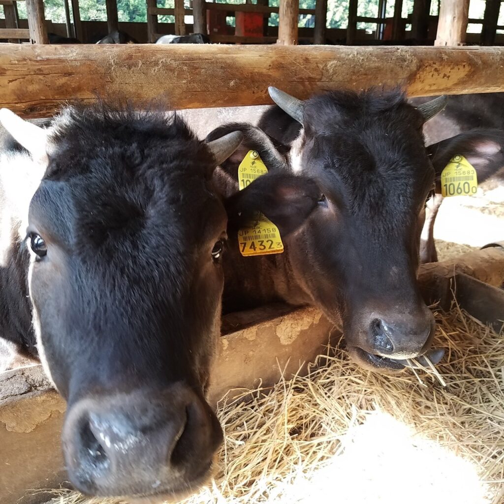 西村牧場の牛たち