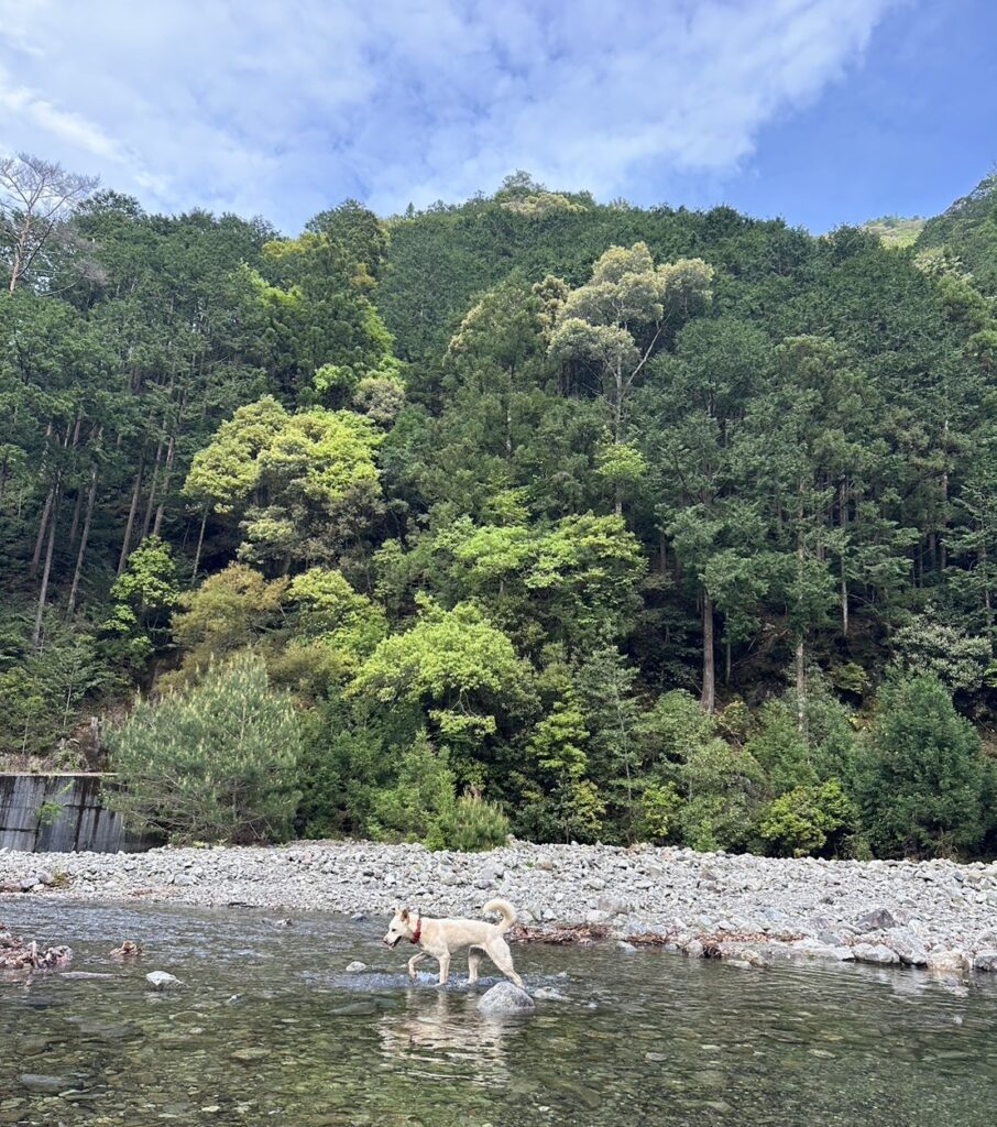 愛犬と宮川の様子